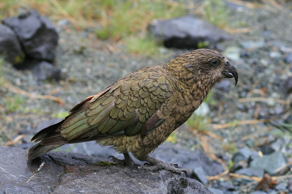 1280px-Nestor_notabilis_-Fiordland,_New_Zealand-8b.jpg