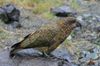 1280px-Nestor_notabilis_-Fiordland,_New_Zealand-8b.jpg