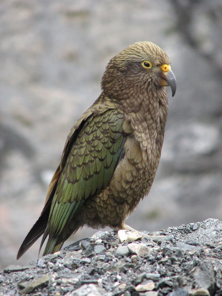 1280px-Kea.jpg