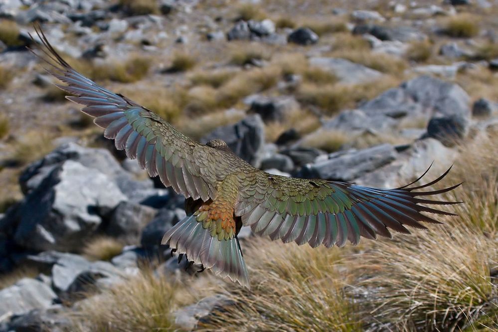Kea_in_Flight_MC.jpg