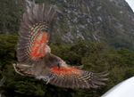 Kea_about_to_land,_displaying_orange_underside_of_wing.jpg