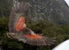 Kea_about_to_land,_displaying_orange_underside_of_wing.jpg