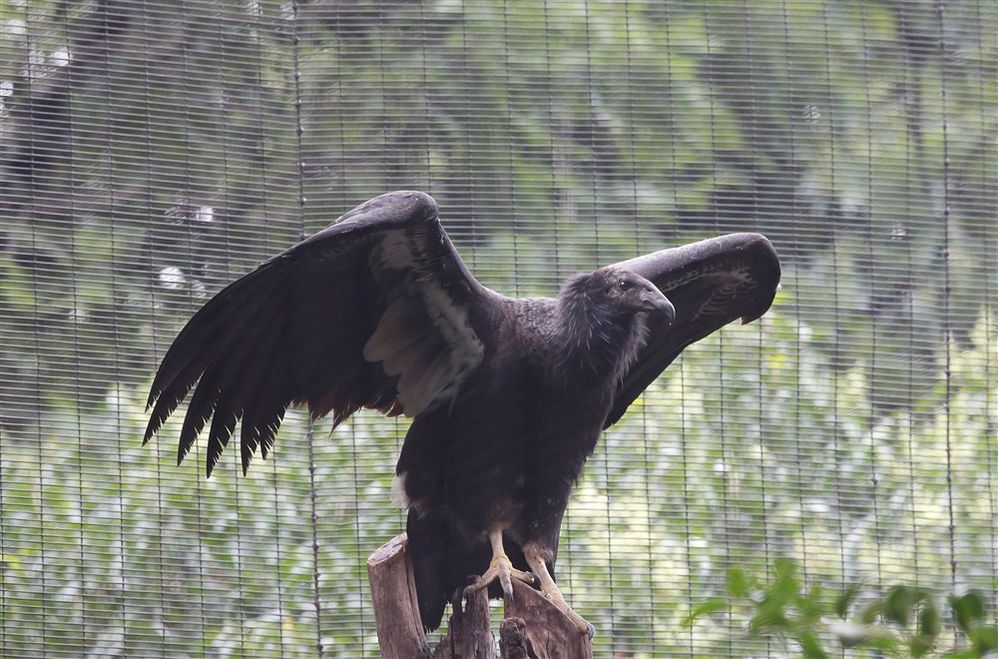 200826-california-condor-jm-0939_7068f5ecef376b74f45fb0a35df4bbea.fit-1000w.jpeg