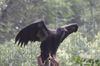 200826-california-condor-jm-0939_7068f5ecef376b74f45fb0a35df4bbea.fit-1000w.jpeg