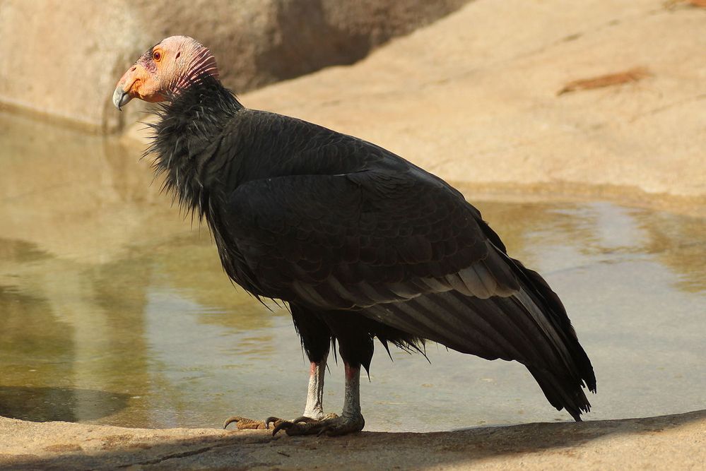 1280px-Gymnogyps_californianus_-San_Diego_Zoo-8a.jpg