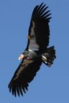 1280px-Condor_in_flight.jpeg