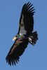 1280px-Condor_in_flight.jpeg