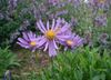 Aster-alpinus.jpeg