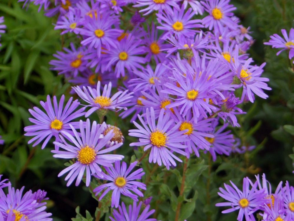 Asteraceae_-_Aster_amellus.jpeg
