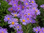 Asteraceae_-_Aster_amellus.jpeg