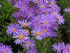 Asteraceae_-_Aster_amellus.jpeg