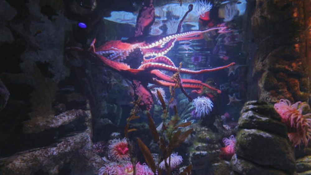 giant-pacific-octopus-new-england-aquarium-in-boston-620.jpg