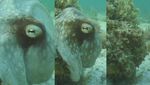 octopus-camouflage-roger-hanlon-620.jpg