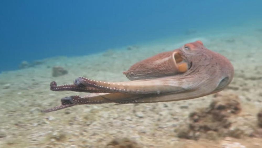octopus-says-goodbye-620.jpg