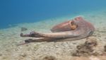 octopus-says-goodbye-620.jpg