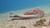 octopus-says-goodbye-620.jpg