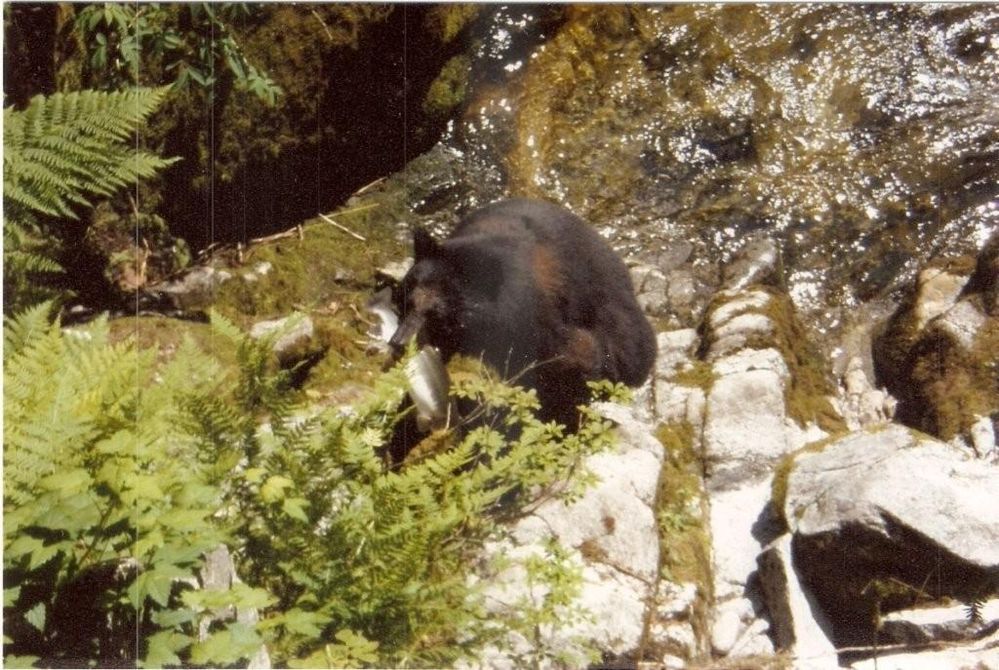 big bear.jpg