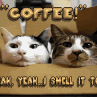 Cats and coffee.gif