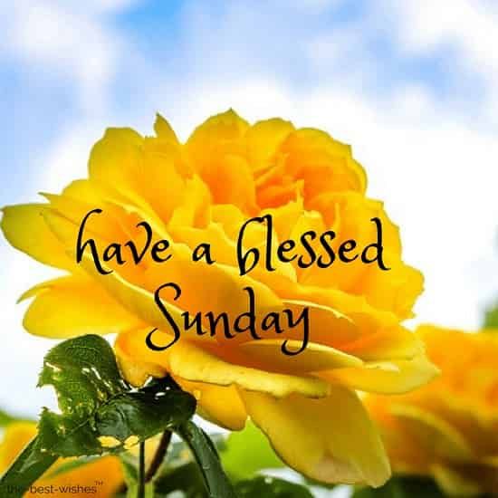 good-morning-everyone-have-a-blessed-sunday-with-yellow-roses.jpg