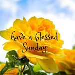 good-morning-everyone-have-a-blessed-sunday-with-yellow-roses.jpg