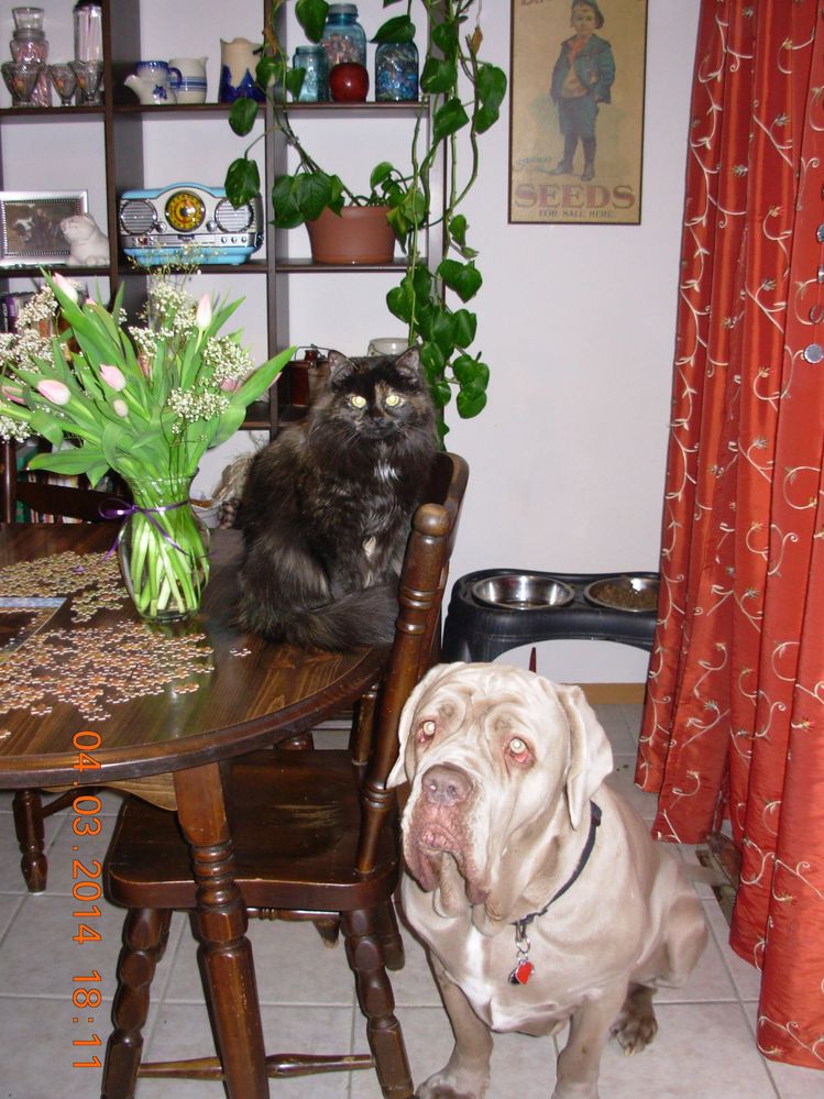 Chloe and Herchel, best buds.jpg
