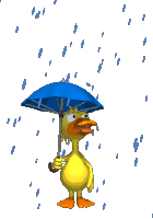 duck in rain.gif
