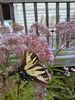 IMAG0554.jpg