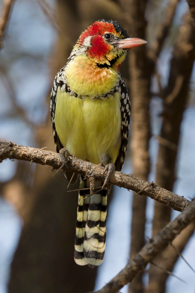 1280px-Lake_Manyara_Bartvogel.jpg