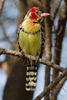 1280px-Lake_Manyara_Bartvogel.jpg