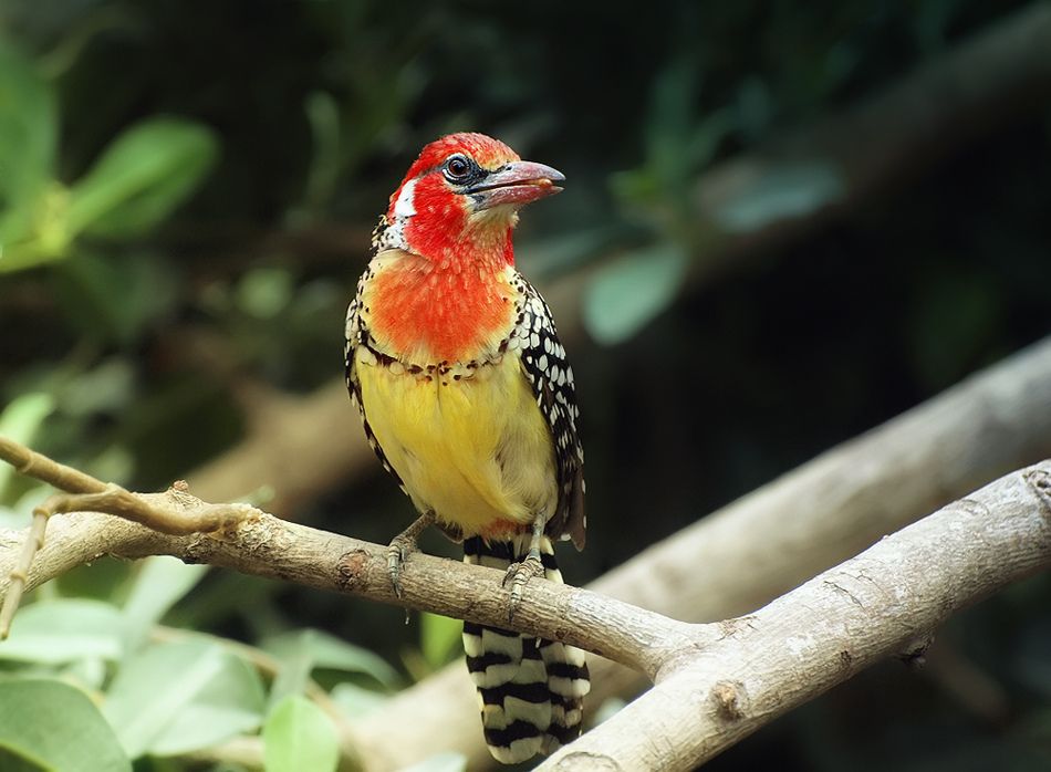 Trachyphonus_erythrocephalus_-adult_female-8a.jpg