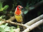 Trachyphonus_erythrocephalus_-adult_female-8a.jpg