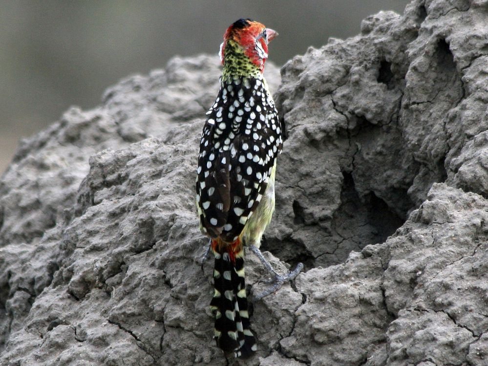 1280px-Red-and-yellow_Barbet_RWD2.jpg