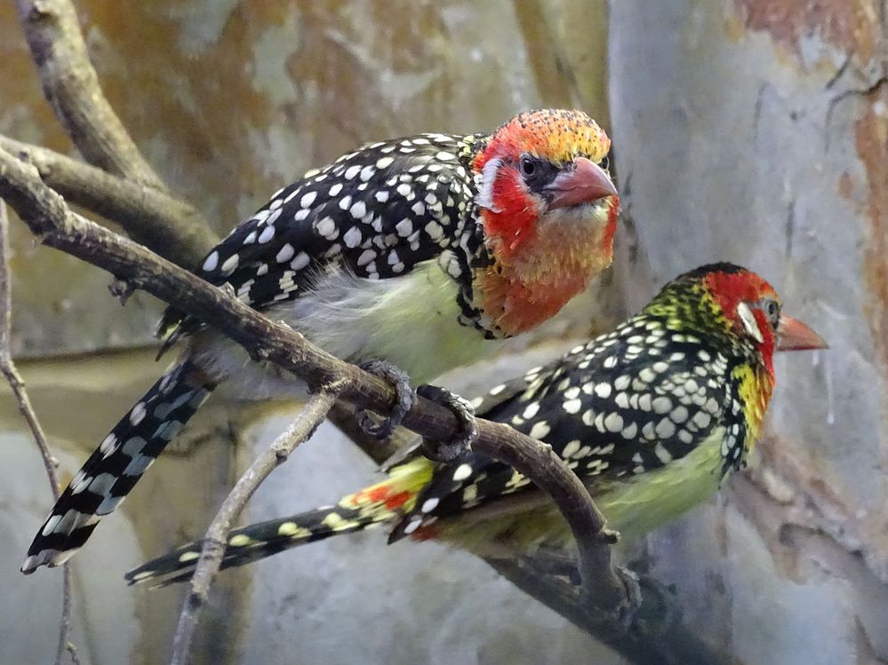 1280px-Red-and-yellow_Barbet_1.jpeg
