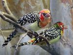 1280px-Red-and-yellow_Barbet_1.jpeg