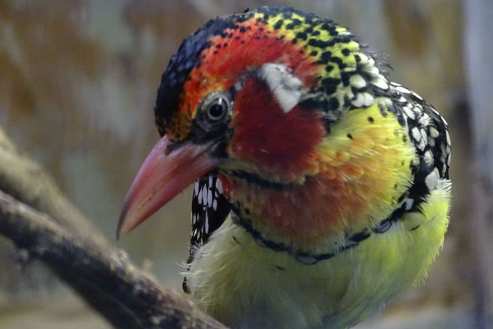 1280px-Red-and-yellow_Barbet_2.jpeg