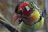 1280px-Red-and-yellow_Barbet_2.jpeg