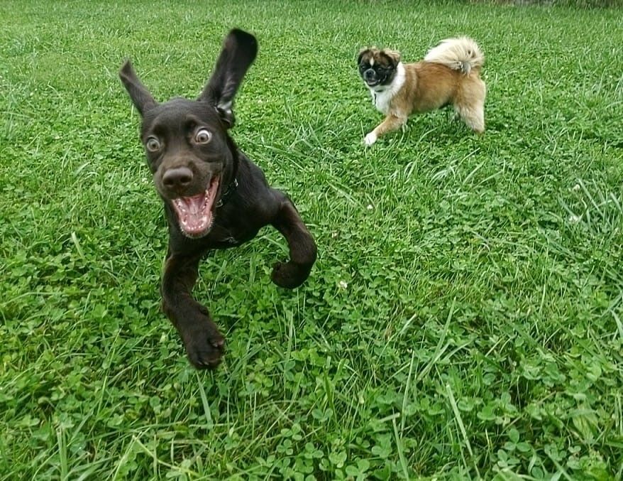 Reef Ears 16 Weeks.jpg