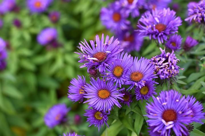 aster-1763068_1920_full_width.jpg