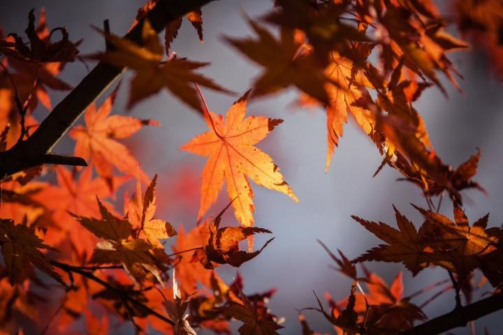autumn-leave-1415541_1920_full_width.jpg