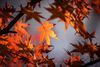 autumn-leave-1415541_1920_full_width.jpg