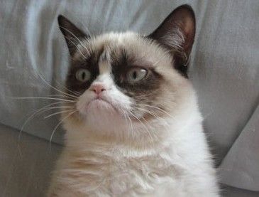 cat.jpg