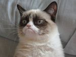 cat.jpg