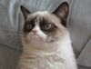 cat.jpg