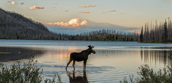 nature_P4a_720x350.jpg.img.jpg