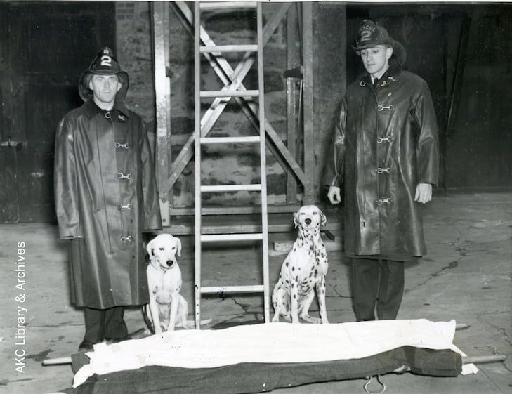 dalmatians_firedept_policedogs1943_wm-1-min.jpg