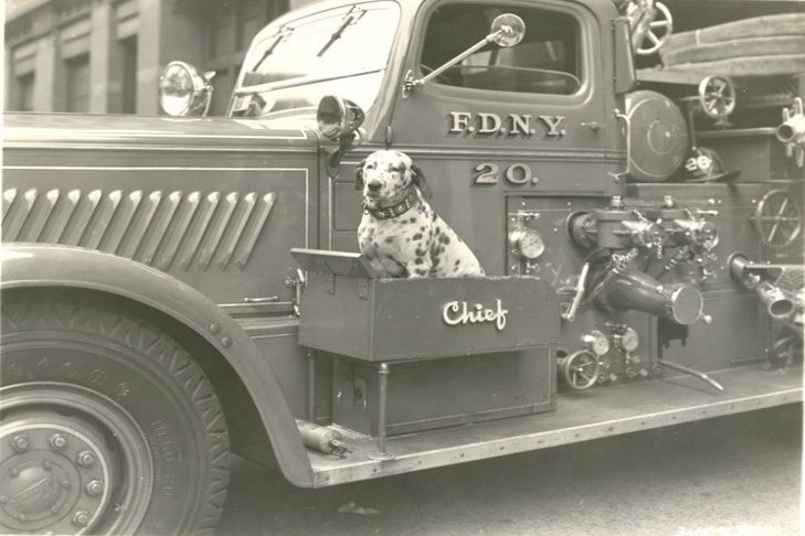 Dalmatian_1_AA0177641-min.jpg