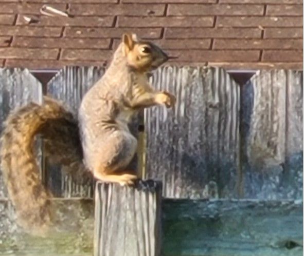 SquirrelSittingonPostUpright.jpg