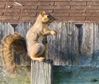 SquirrelSittingonPostUpright.jpg