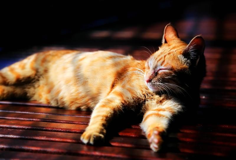 houtong-cat-village-located-vicinity-hou-tong-station-rui-fang-district-xinbei-city-taiwan-tha-lazy-cute-128357612.jpg