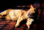houtong-cat-village-located-vicinity-hou-tong-station-rui-fang-district-xinbei-city-taiwan-tha-lazy-cute-128357612.jpg